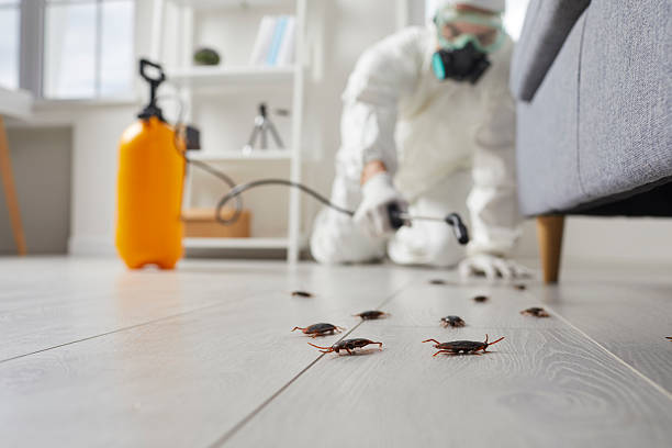 Post-Treatment Bed Bug Interceptor Monitoring in Olivet